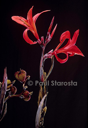 Canna ‘Endeavour’