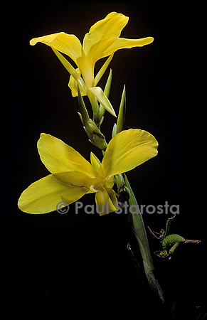 Canna ‘Ra’
