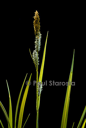 Carex elata ‘Aurea’
