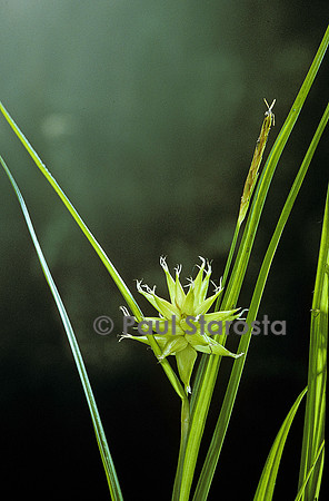 Carex grayi (laîche)