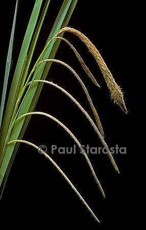Carex pendula