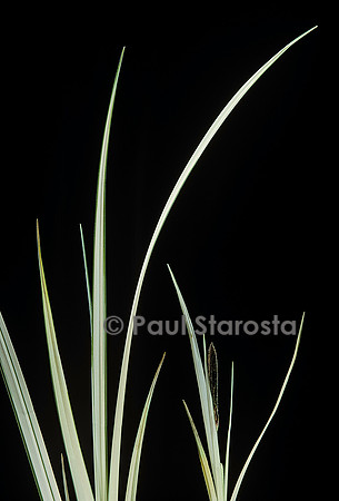 Carex riparia ‘Variegata’ (laîche des rives)