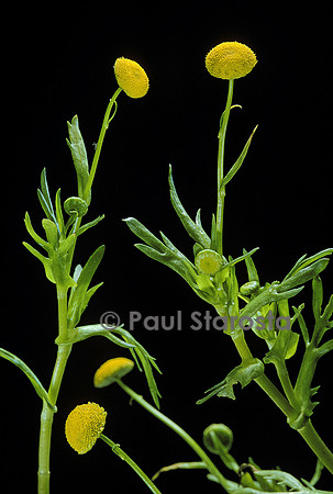Cotula coronopifolia (cotule pied-de-corbeau)