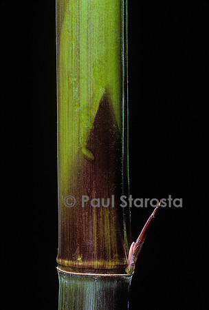 Phyllostachys bambusoides cv. Violascens (bambou) - jeune chaume