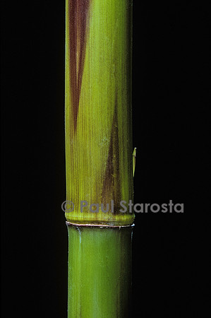 Phyllostachys bambusoides cv. Violascens (bambou) - jeune chaume