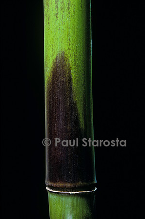 Phyllostachys bambusoides cv. Violascens (bambou) - jeune chaume