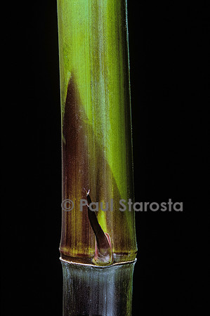 Phyllostachys bambusoides cv. Violascens (bambou) - jeune chaume