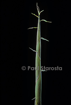 Phyllostachys bambusoides cv. Violascens (bambou) - pousse