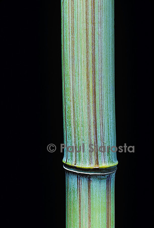 Phyllostachys bambusoides cv. Violascens (bambou)