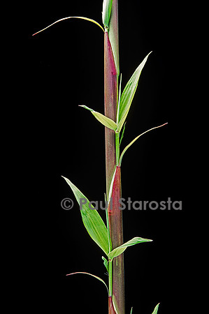 Phyllostachys decora (bambou) - pousse