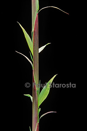 Phyllostachys decora (bambou) - pousse