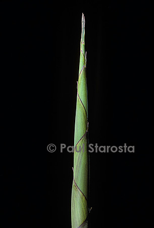 Phyllostachys decora (bambou) - pousse