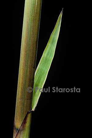 Phyllostachys decora - pousse, languette