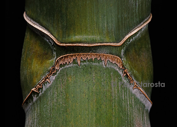 Phyllostachys edulis cv. heterocycla (bambou carapace de tortue, Kikko)