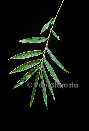 Arundinaria sp. (bambou) - feuille