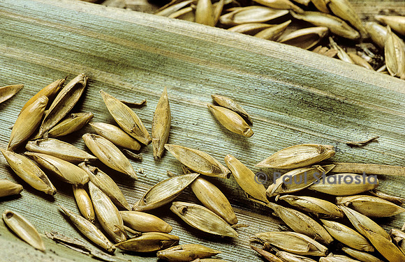 Bambusa arundinacea (bambou) - graines