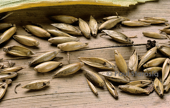 Bambusa arundinacea (bambou) - graines