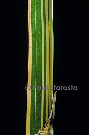 Bambusa multiplex cv. Alphonse Karr (bambou)
