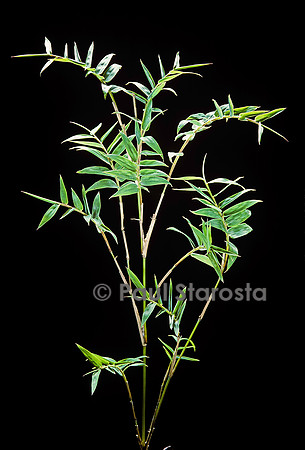 Bambusa multiplex cv. Fernleaf (bambou)