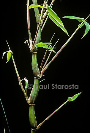 Bambusa ventricosa (bambou)