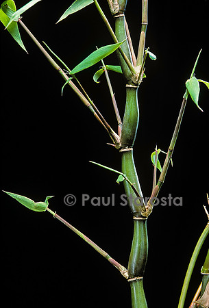 Bambusa ventricosa (bambou)