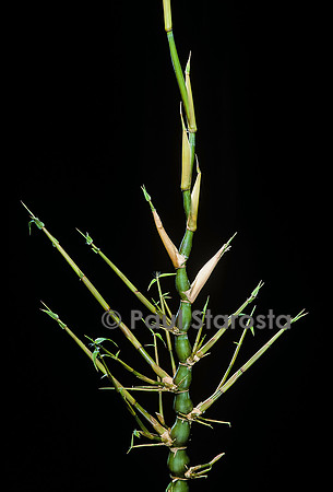 Bambusa ventricosa (bambou)