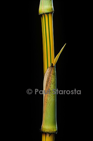 Bambusa vulgaris cv. Vittata (bambou)