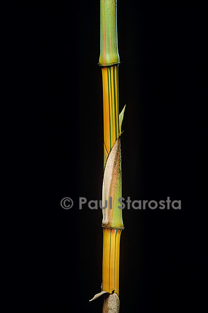 Bambusa vulgaris cv. Vittata (bambou)