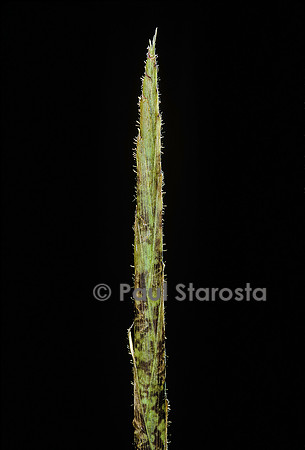 Chimonobambusa marmorea (bambou) - pousse
