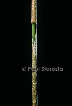 Chimonobambusa marmorea (bambou)