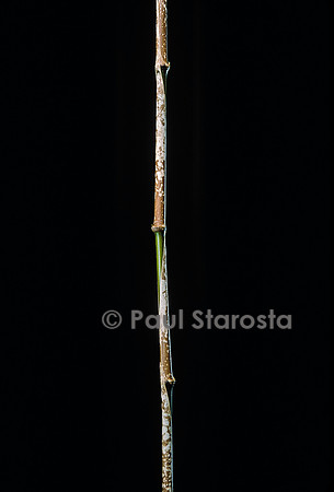 Chimonobambusa marmorea (bambou)