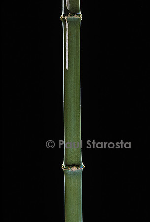Chimonobambusa quadrangularis (bambou)
