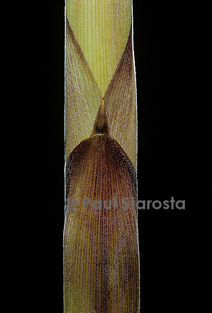 Chusquea breviglumis (bambou) - pousse