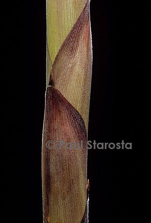 Chusquea breviglumis (bambou) - pousse
