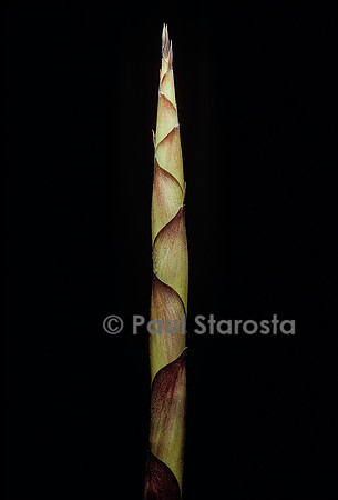 Chusquea breviglumis (bambou) - pousse