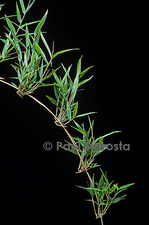 Chusquea quila (bambou)