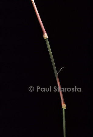 Dinochloa scandens (bambou grimpant) - pousse