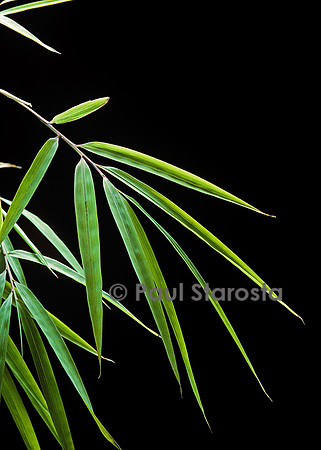 Drepanostachyum falcatum (bambou) - feuille