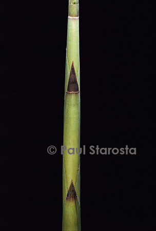 Fargesia utilis (bambou) - pousse