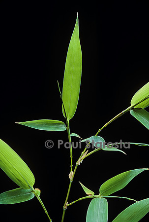 Feuille de bambou