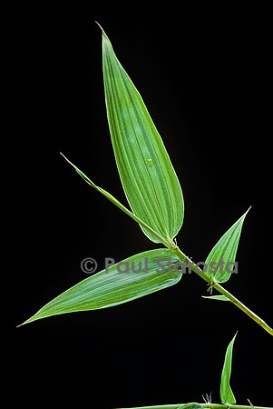 Feuille de bambou