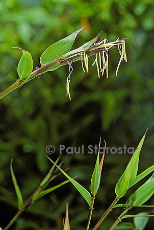 Fleur de bambou