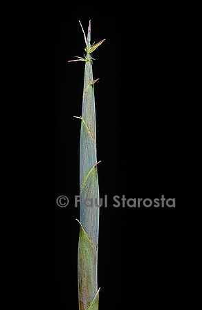 Hibanobambusa tranquillans (bambou) - pousse