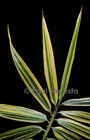 Hibanobambusa tranquillans cv. Shiroshima (bambou) - feuille