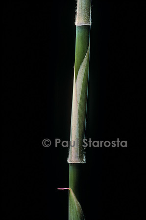 Hibanobambusa tranquillans cv. Shiroshima (bambou) - pousse