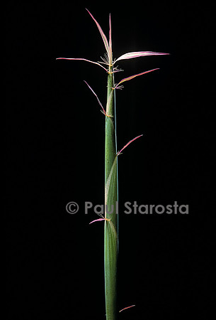 Hibanobambusa tranquillans cv. Shiroshima (bambou) - pousse