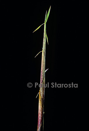 Hymalayocalamus sp. (bambou) - pousse