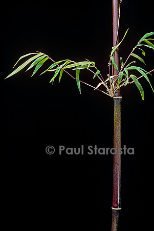 Hymalayocalamus sp. (bambou)
