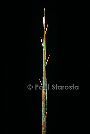 Indocalamus latifolius (bambou) - pousse