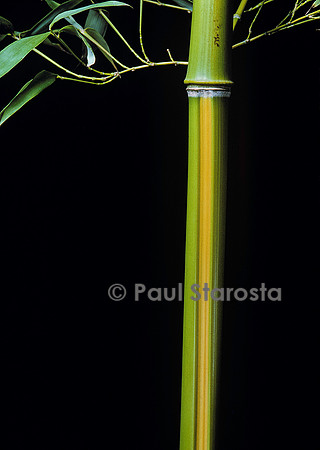 Phyllostachys arcana cv. Luteosulcata (bambou)